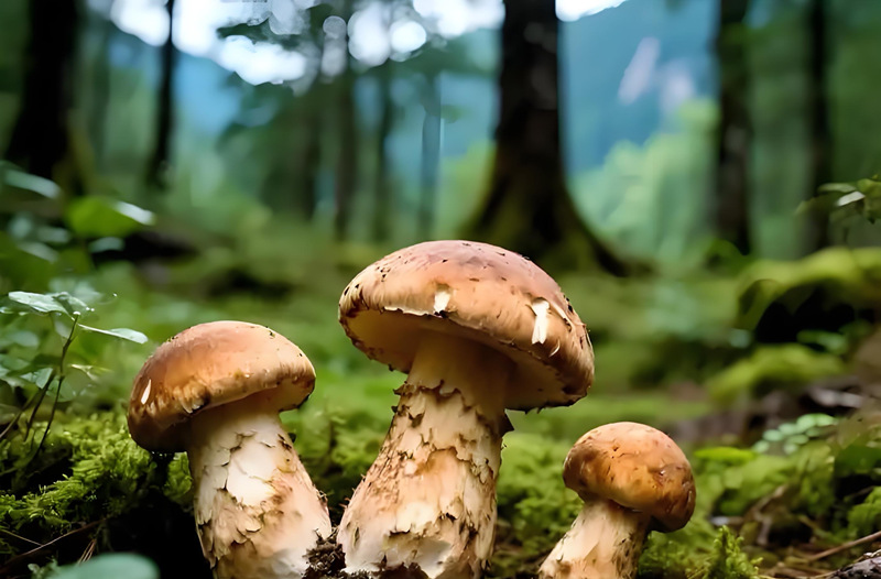 1761393566464349.jpg 8_副本.jpg