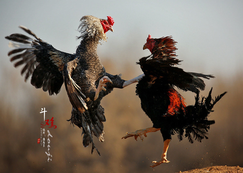 1785511862143925.jpg 图片1.jpg