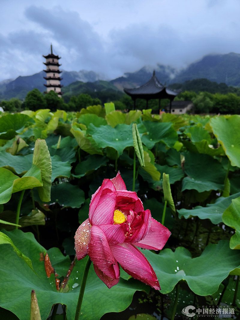 武义十里荷花图片